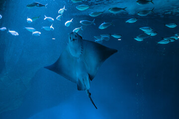 Raie manta nageant parmi un banc de poissons en aquarium © Maxime