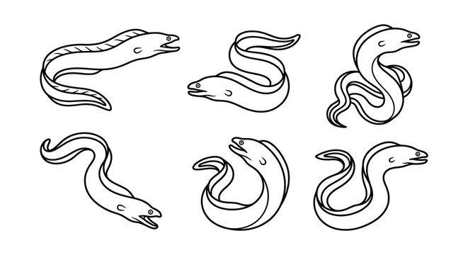 Eel Line Art Collection Black And White Vector Illustrations