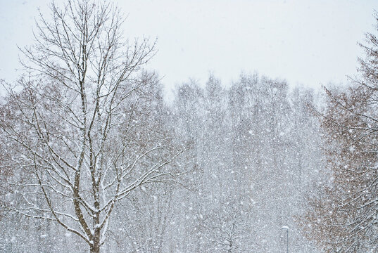 Beautiful scenery of heavy snowfall in pine forest during winter storm