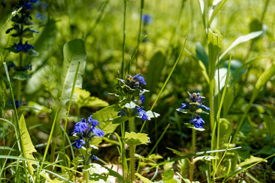 Blue Ajuga Reptans Flowers Macro in Wild Forest, Bugleweed or Creeping Bugle Wildflowers, Caucasus Biosphere Reserve Nature Botanical Field Closeup