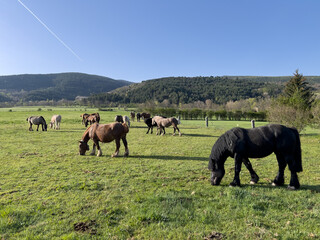 Naklejka premium Horses grazing green pasture in Puigcerda, Catalonia mountain valley
