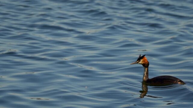 Great Crested Grebe in the water