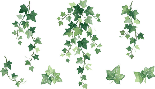 Green ivy leaves vector elements set featuring hanging climbing vines trailing foliage branch sprigs and individual leaf shapes isolated on white background