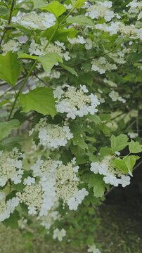Beautiful flowering viburnum opulus bush with white corymb inflorescences and lush green leaves. A bumblebee pollinating the flowers