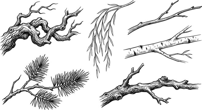 Hand drawn tree branch vector collection with pine needles willow leaves birch bark and gnarled wood elements isolated on white background.