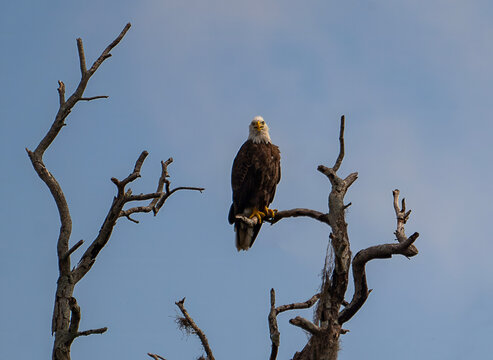 Adult Bald Eagle Perched on Dead Tree Branch Against Blue Sky, Florida