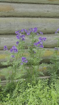 Gorgeous purple polemonium blooms, also called Jacob's ladder, swaying gracefully in the summer breeze beside a weathered wooden log backdrop