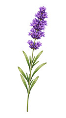 Fototapeta premium PNG Elegant lavender botanical illustration.