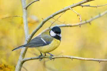 Great tit on a tree branch in autumn © rhoenes