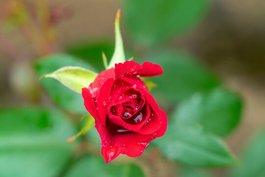 Close up of a red rose bud with dew drops