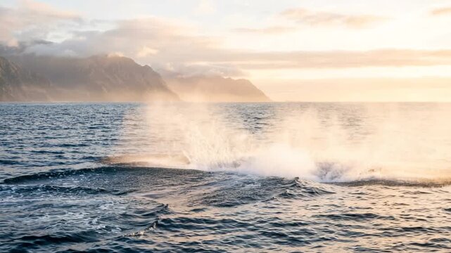 blue whale tail splash close up in pacific ocean morning light video