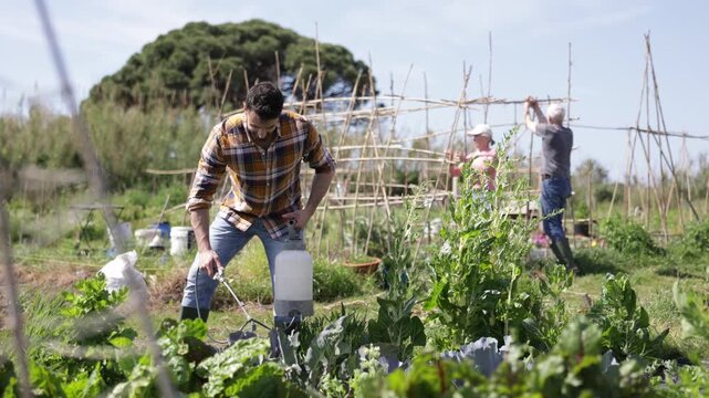 Farm worker sprays tomato seedlings with insecticide in her garden. High quality 4k footage