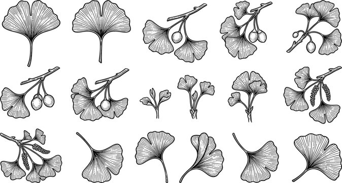 Retro monochrome ginkgo leaf botanical collection with detailed maidenhair tree twigs nuts and rustic foliage clip art for traditional medicine design layout