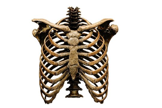Detailed human rib cage skeletal anatomy with sternum clavicles scapulae and thoracic spine medical illustration isolated on white background