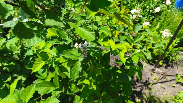 Blackberry flowers blooming in the garden, Blackberry bush with white flowers, Blossoming blackberry  Chakwal, Punjab, Pakistan.