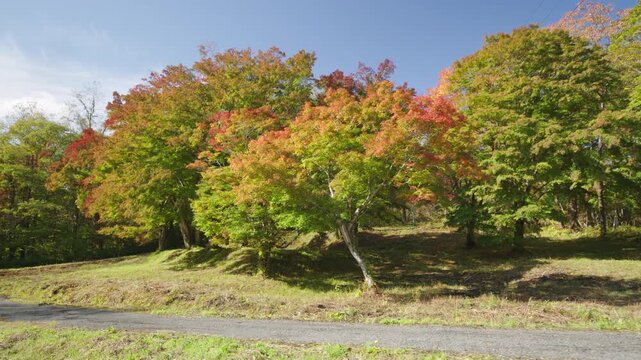 紅葉の名所 秋の鳴子峡の風景　Autumn scenery of Naruko Gorge, a famous spot for autumn foliage.