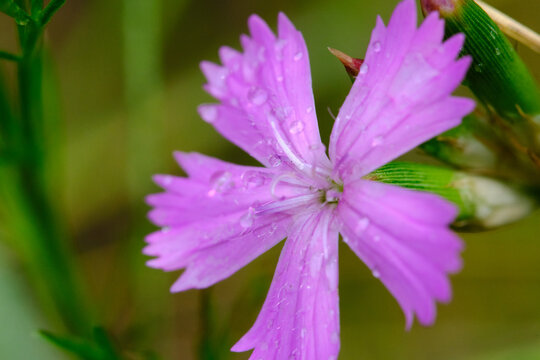 Extreme macro view tiny dew drops resting on textured petals bright purple blossom.