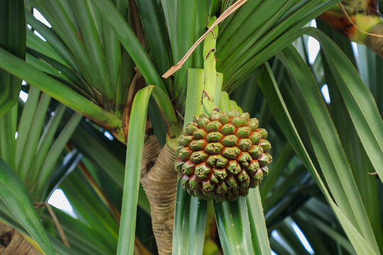 Green pandanus fruit hanging on tropical screw pine tree