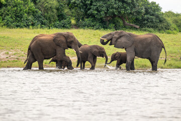 Obraz premium African elephants drinking from the Chobe River