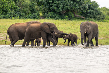 Obraz premium African elephants drinking from the Chobe River