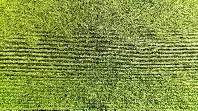 Aerial view of movement of wind through a green wheat field, highlighting the texture and patterns of crops in a rural setting. Wind gently swaying the ears. Concept of agriculture and nature beauty