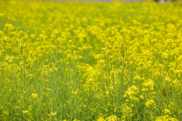 Fototapeta premium Blooming rapeseed field with bright yellow flowers in spring