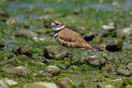 Killdeer