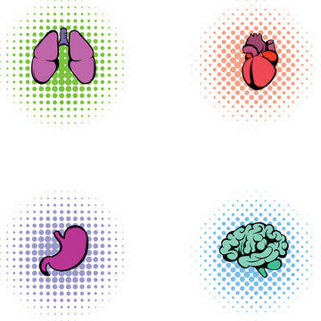 Human lungs, heart, stomach, and brain represented as medical anatomy icons