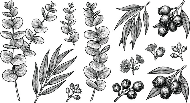 Vintage eucalyptus engraving elements set featuring hand drawn sketches of silver dollar leaves willow eucalyptus branches and gumnut seed pods vector illustration