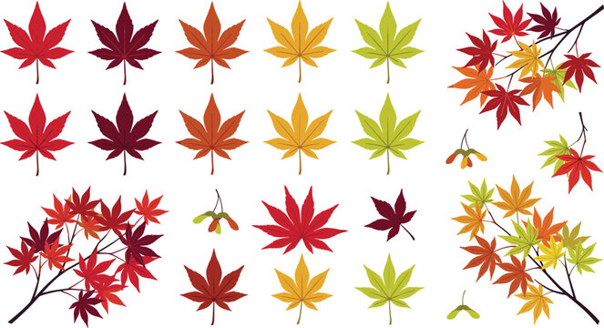 Autumn momiji leaf collection with vibrant multi colored maple branches samara seed pods and individual foliage elements for Thanksgiving holiday graphic layout design