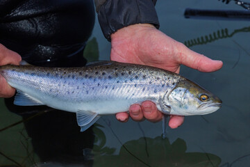 Obraz premium Angler hält untermaßige Meerforelle und setzt sie schonend zurück.