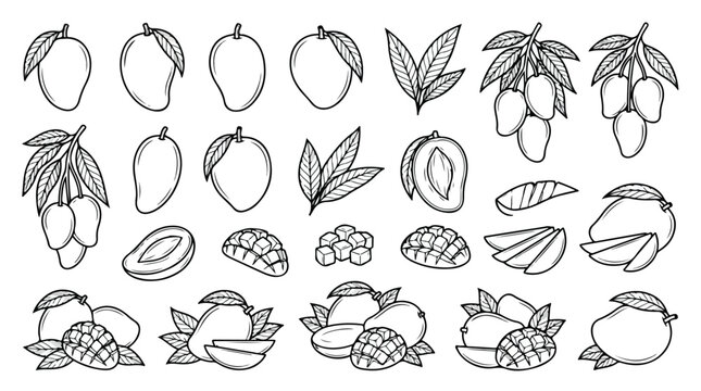 Hand drawn mango fruit vector set, minimalist outline mango sketches with leaves and slices, tropical fruit line art collection for coloring book