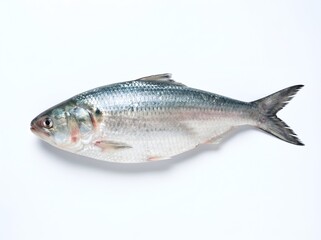 Obraz premium Isolated Bangladeshi Hilsa Fish on White Background