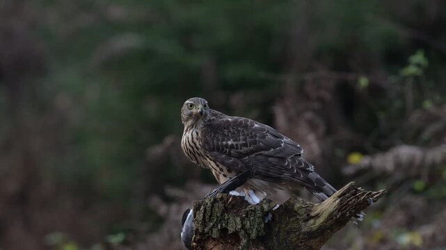 Goshawk sitting on a dead branch and eating a dead wood pigeon, autumn, birds of prey, north rhine westphalia, (accipiter gentilis), germany