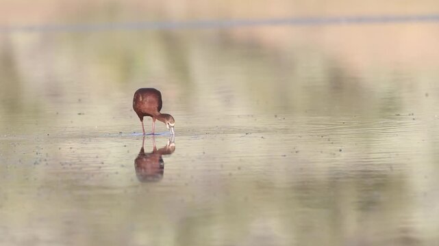 A white-faced ibis (Plegadis chihi) wades toward camera through shallow water, displaying its distinctive white facial markings, at Shugru Reservoir, Lassen County, California
