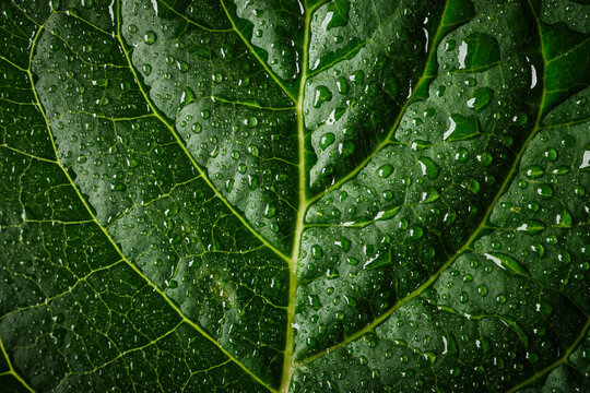 Green leaf showing vibrant texture and veins with many fresh water drops