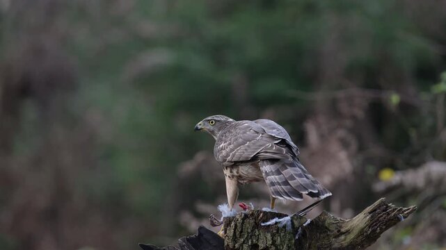 Goshawk sitting on a dead branch and eating a dead wood pigeon, autumn, birds of prey, north rhine westphalia, (accipiter gentilis), germany