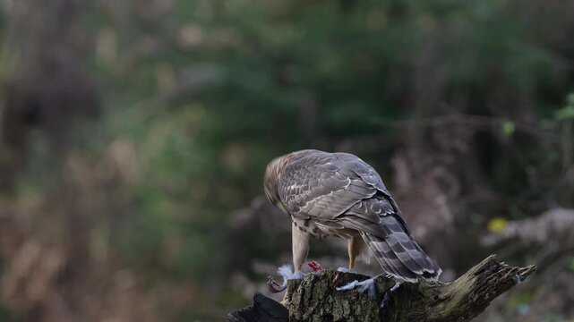 Goshawk sitting on a dead branch and eating a dead wood pigeon, autumn, birds of prey, north rhine westphalia, (accipiter gentilis), germany