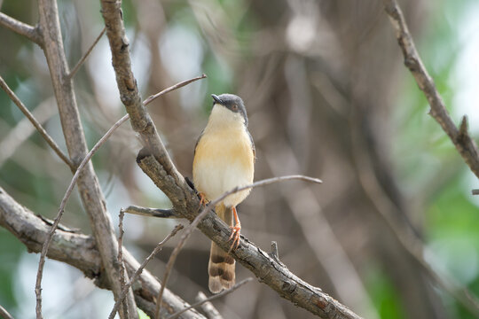 Common Tailorbird Perched on Tree Branch in Natural Habitat