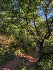 Obraz premium Hidden Hiking Path Surrounded by Wild Green Nature