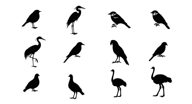 Black silhouettes of various birds on white background