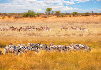Obraz premium A group of zebras standing among the yellow grass in Etosha National Park in Namibia, in the African savannah, during a safari - Etosha National Park, Namibia