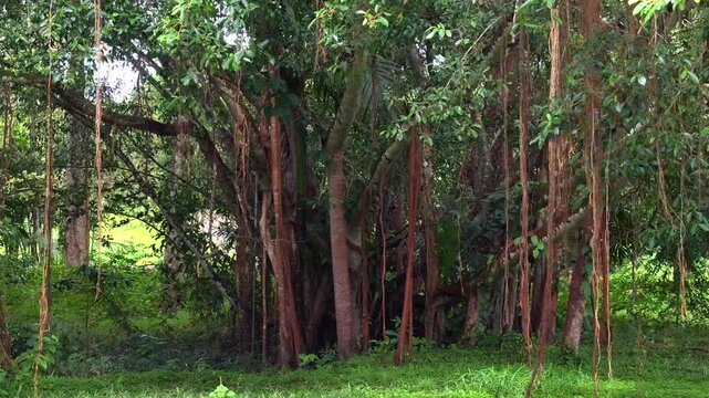 Long roots hang down from banyan tree, the majestic rainforest giant Tree with lush foliage, Jungle Concept