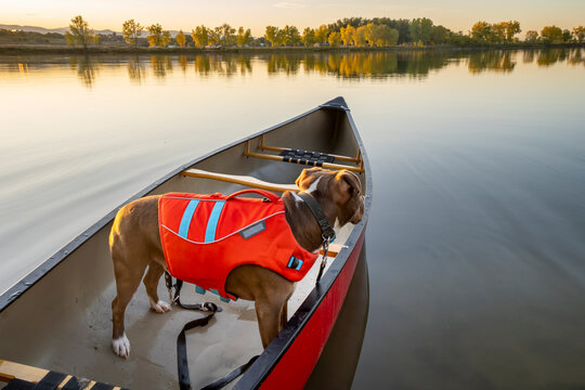 pit bull dog wearing life jacket in a canoe on a calm lake in Colorado