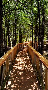 Wooden Bridge with Railings Goes Through Mangrove Forest