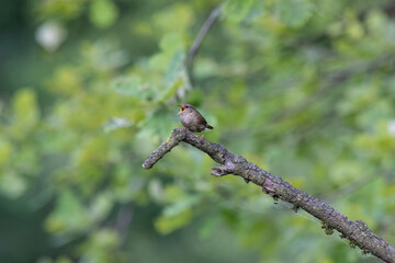 Obraz premium Eurasian Wren Singing on a Branch in Oasi Le Foppe Nature Reserve, Italy