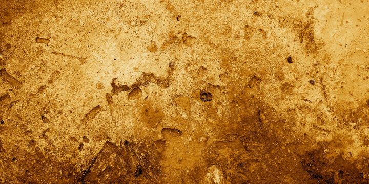 Ideal for backgrounds, textures, archaeology materials, geological studies, and educational resources about ancient fossils and stone surfaces. Great for presentations.