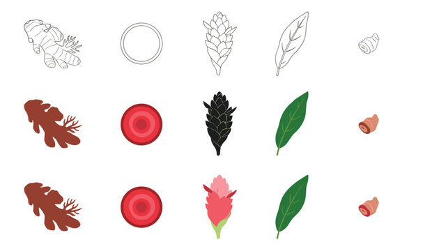 Botanical and agricultural set displaying aromatic rhizome, sliced pieces, ginger flower, verdant leaf, and a small sprout in three distinct graphic styles.