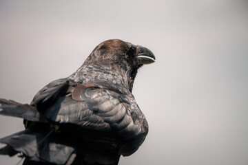 Obraz premium Corbeau noir en gros plan sur fond gris, château de Duras