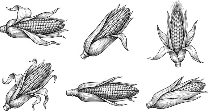 Vintage corn engraving vector collection featuring maize ears agricultural harvest crops and hand drawn botanical illustrations